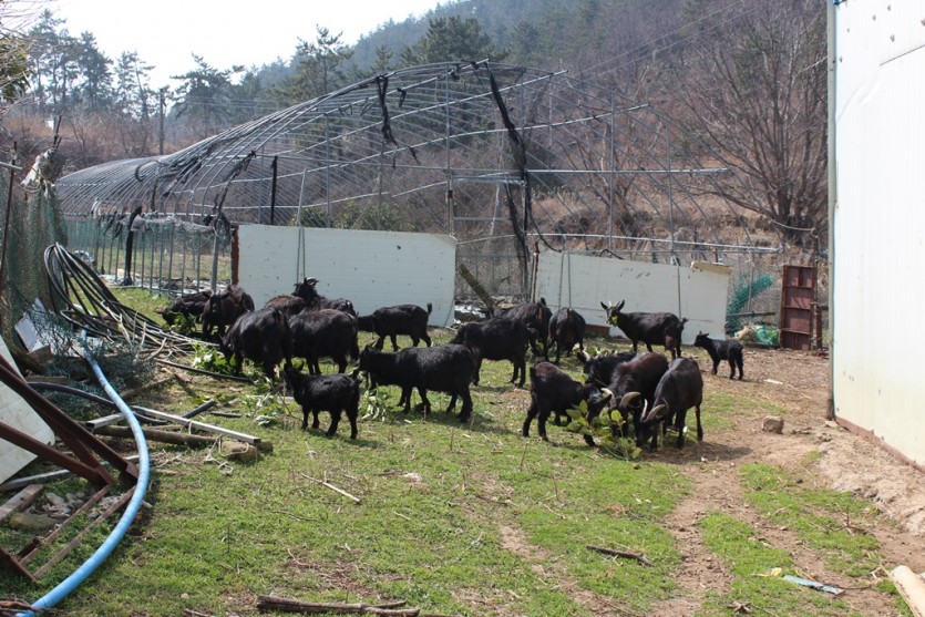약산흑염소푸드 / 사육현장